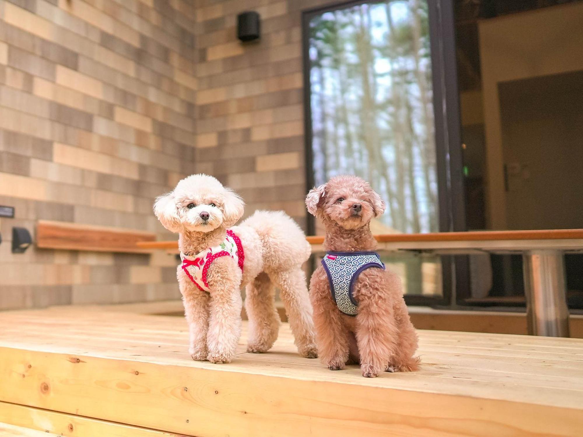 Rakuten Stay Villa Fujikawaguchiko Forest Ngoại thất bức ảnh